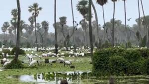 É no Pantanal? Vídeo de tuiuiús e cabeças-secas em paraíso alagado viraliza e encanta a web